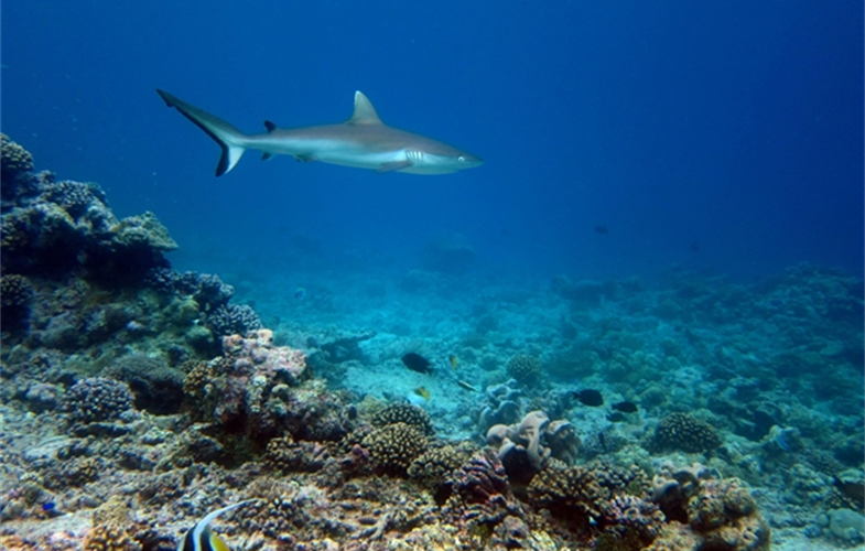 A  grey  reef  shark  swims  over  a  reef  in  a  large  protected  area  far  from  humans.  CREDIT:   Nick Graham
